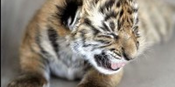 Хабаровские школьники собирают деньги на операцию тигру