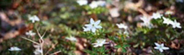 1 апреля столбики термометров в Приморье поднимутся до +19 °С