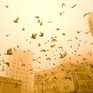 Почему в Приморье прошел «рыжий» дождь?