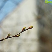 Весной самое время...