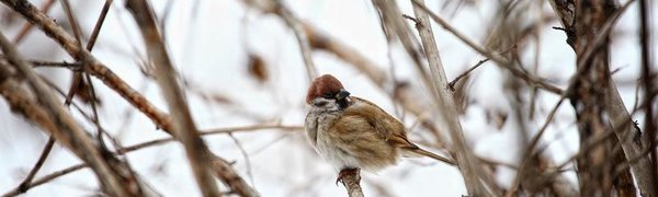Снег в Приморье начнётся накануне весеннего праздника