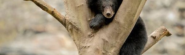 Медведь-шатун забрёл в приморский посёлок