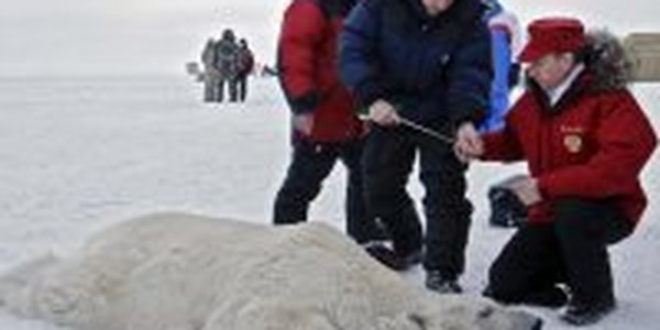 Путин пожал медведю лапу и объявил субботник