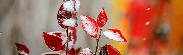 Владивосток припорошил очередной снегопад