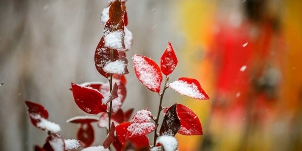 Владивосток припорошил очередной снегопад