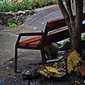 Проливной дождь и сильный ветер царят во Владивостоке (ФОТО)
