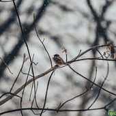 Мощный циклон принес во Владивосток снег, метель, гололедицу (ФОТО)