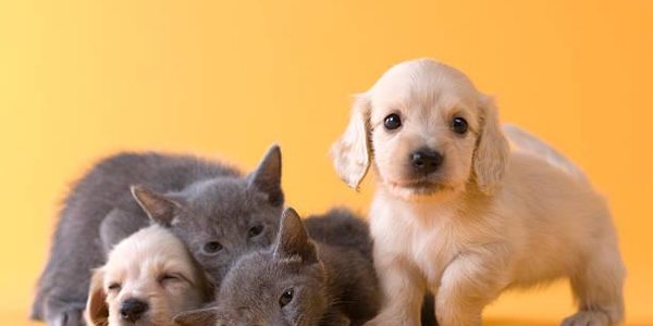 Кошки и собаки защищают от рака