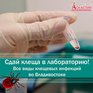 Как защитить себя при укусе клеща?