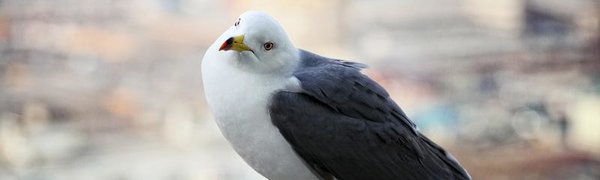 На выходных погода в Приморье и Владивостоке будет переменчивой