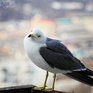 На выходных погода в Приморье и Владивостоке будет переменчивой