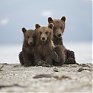 Во Владивостоке пройдет фотовыставка журнала National Geographic