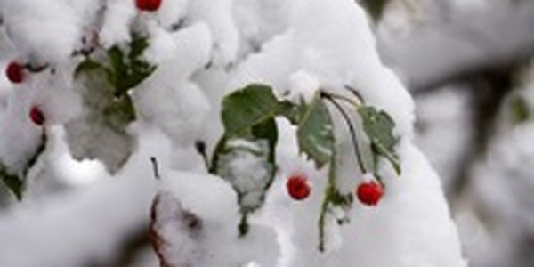 В ожидании снега участвуйте в конкурсе!