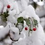 В ожидании снега участвуйте в конкурсе!