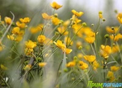 Лето без дождей не бывает. Каким оказался первый летний месяц в Приморье