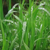 Динамика дождя: мокрые улицы