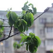 Динамика дождя: мокрые улицы