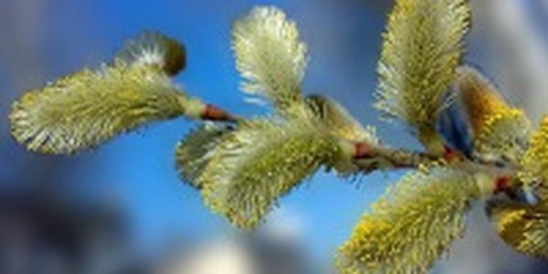 Весна в Приморье набирает темпы