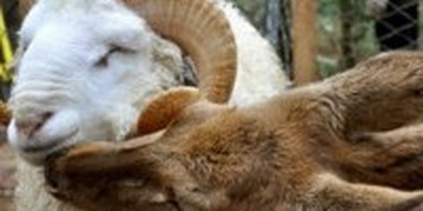 В Китае в День влюбленных поженят барана и косулю