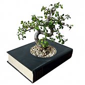 Посади цветок в книгу: Новые дизайнерские эко-решения (ФОТО)