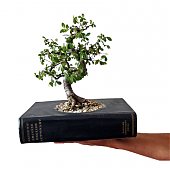Посади цветок в книгу: Новые дизайнерские эко-решения (ФОТО)