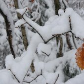 Сихотэ-Алинский заповедник: сказочно снежный январь