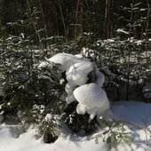 Сихотэ-Алинский заповедник: сказочно снежный январь