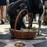 Козёл Тимур открыл в Москве Аллею славы