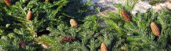 Прогноз погоды на новогодние каникулы в Приморье и Владивостоке