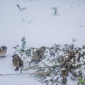 К концу дня и ближайшей ночью осадки в Приморье усилятся