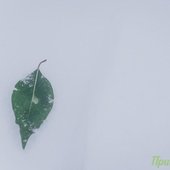 К концу дня и ближайшей ночью осадки в Приморье усилятся