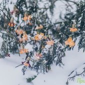 К концу дня и ближайшей ночью осадки в Приморье усилятся