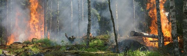 Ждать ли жителям Приморья лесных пожаров в этом году?