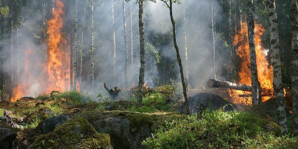 Ждать ли жителям Приморья лесных пожаров в этом году?