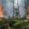 Ждать ли жителям Приморья лесных пожаров в этом году?
