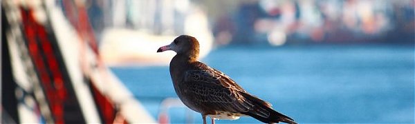 В Приморье приходит осенняя погода
