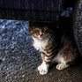 Начало недели в Приморье ожидается дождливым