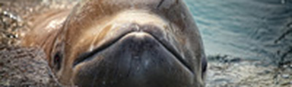 Улыбчивые белухи на Русском