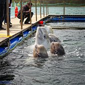 Улыбчивые белухи на Русском