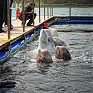 Улыбчивые белухи на Русском