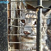 Успеть на выходных: посетить зоопарк и помочь зверятам