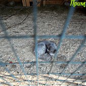 Успеть на выходных: посетить зоопарк и помочь зверятам