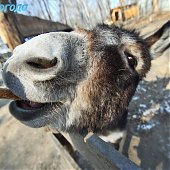 Успеть на выходных: посетить зоопарк и помочь зверятам