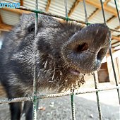 Успеть на выходных: посетить зоопарк и помочь зверятам