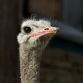 Успеть на выходных: посетить зоопарк и помочь зверятам