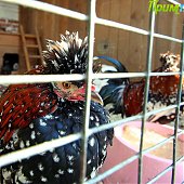 Успеть на выходных: посетить зоопарк и помочь зверятам