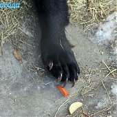 Успеть на выходных: посетить зоопарк и помочь зверятам