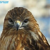 Успеть на выходных: посетить зоопарк и помочь зверятам