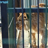 Успеть на выходных: посетить зоопарк и помочь зверятам