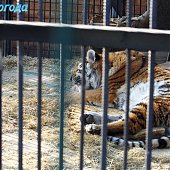 Успеть на выходных: посетить зоопарк и помочь зверятам